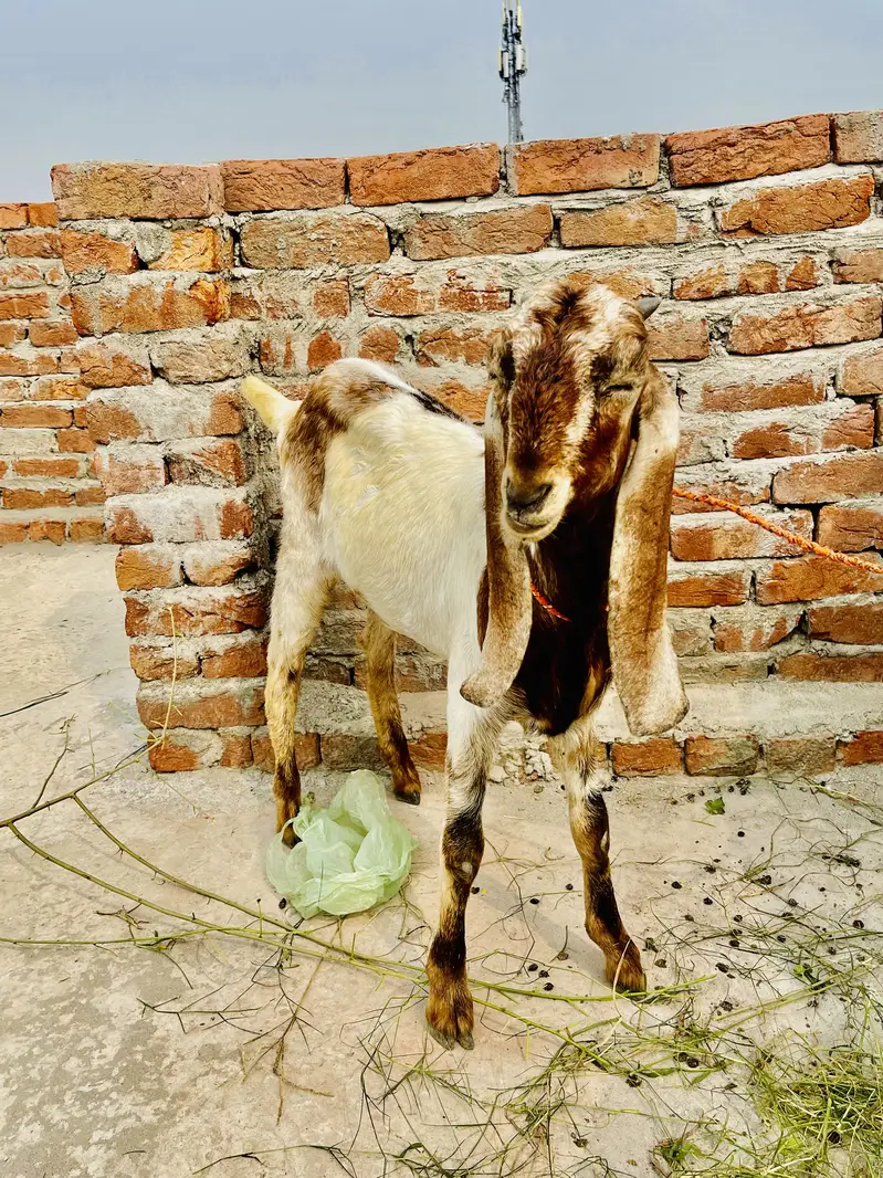 4 Beetal for sale only serious buyers please — photo 4