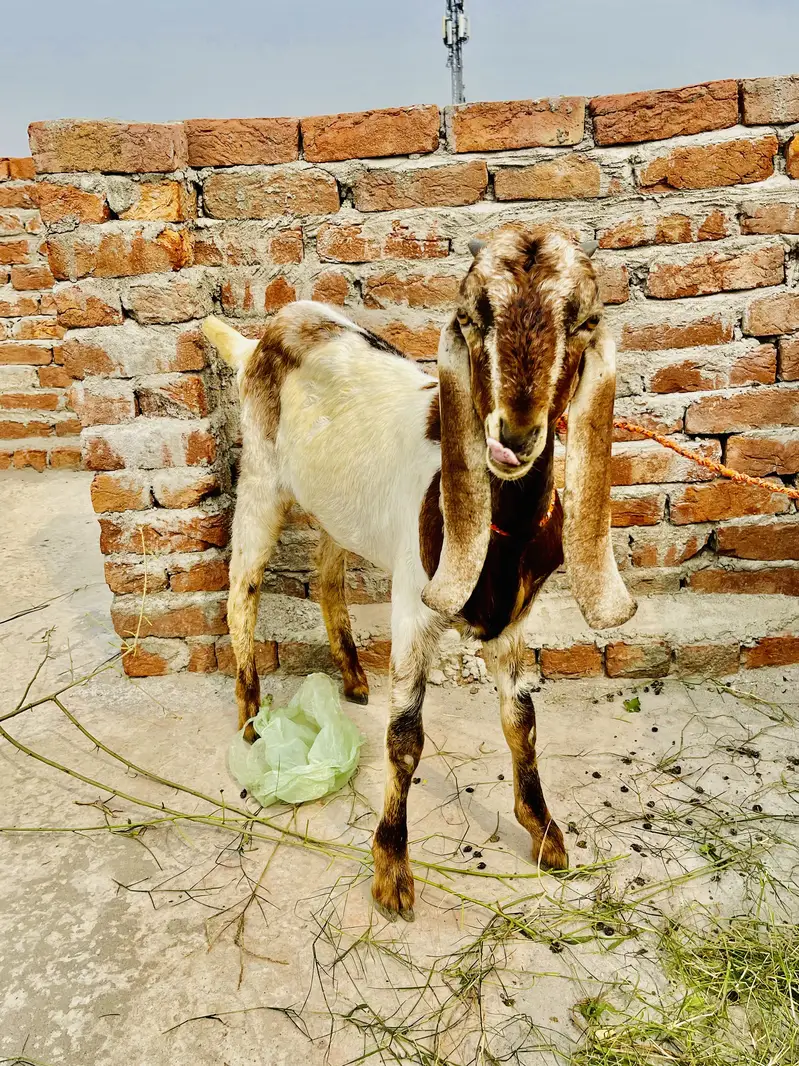 4 Beetal for sale only serious buyers please — photo 5