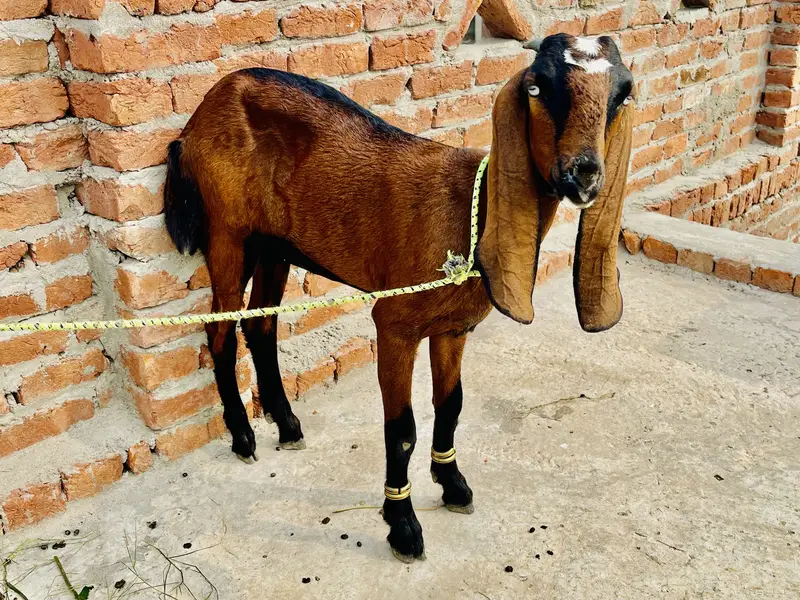 4 Beetal for sale only serious buyers please — photo 9