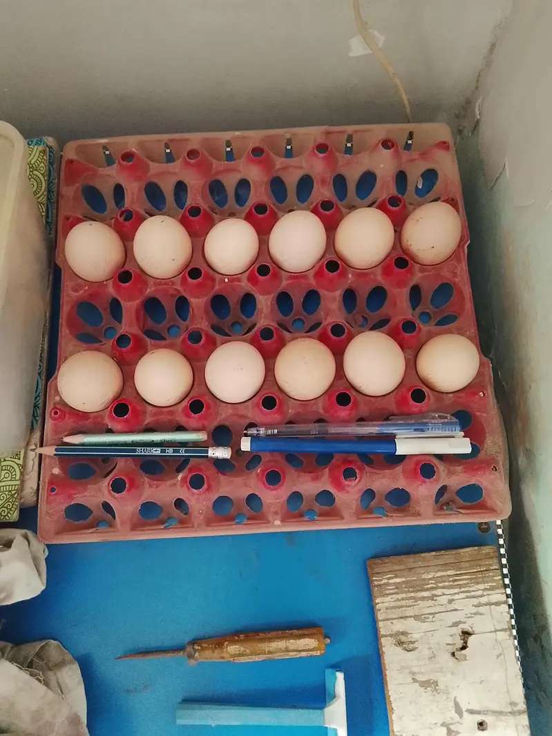 FARTIAL EGGS AVAILABLE HEAR