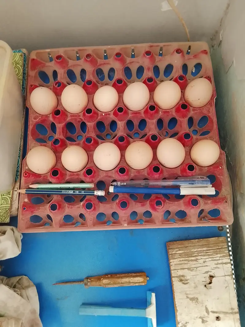 FARTIAL EGGS AVAILABLE HEAR — photo 2