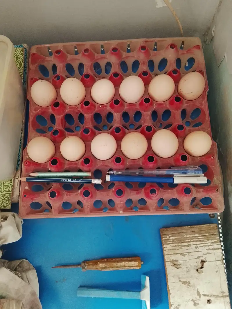 FARTIAL EGGS AVAILABLE HEAR — photo 3