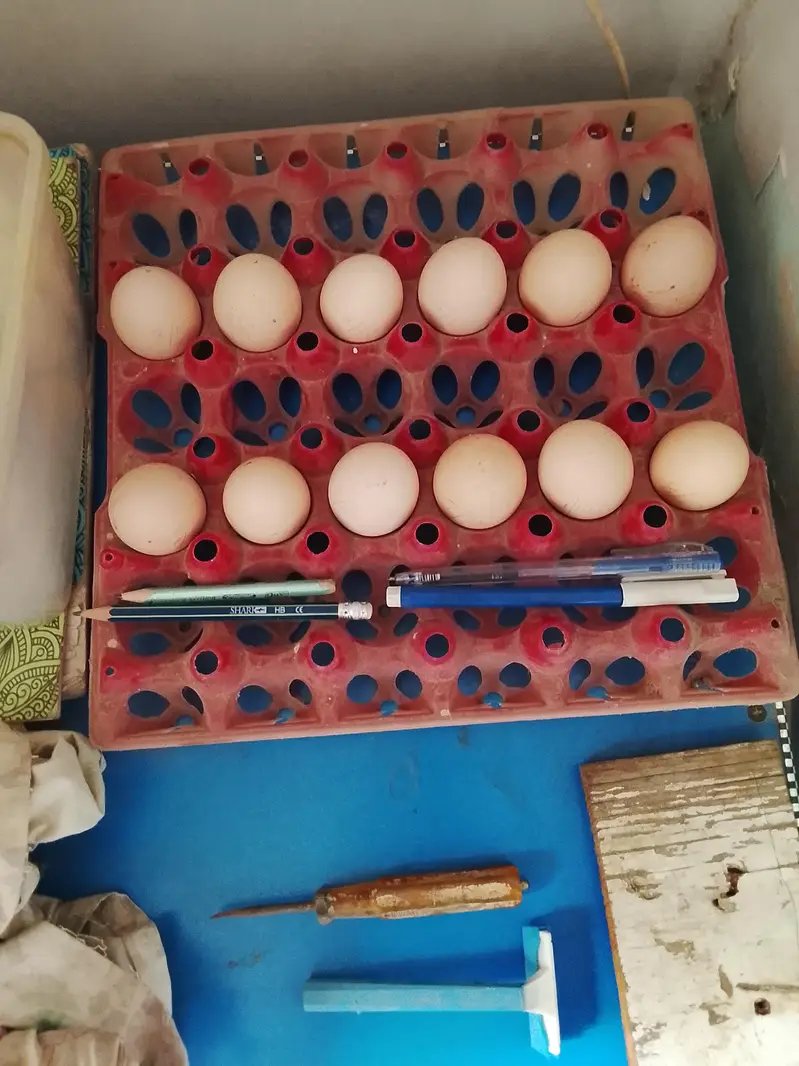 FARTIAL EGGS AVAILABLE HEAR — photo 4