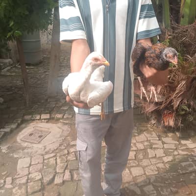 i was sell the hen