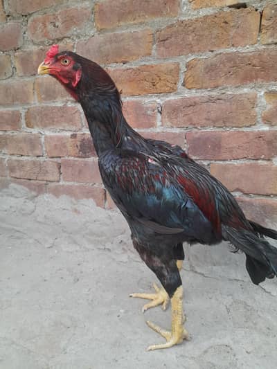 aseel birds+pegion[0306-1488325]