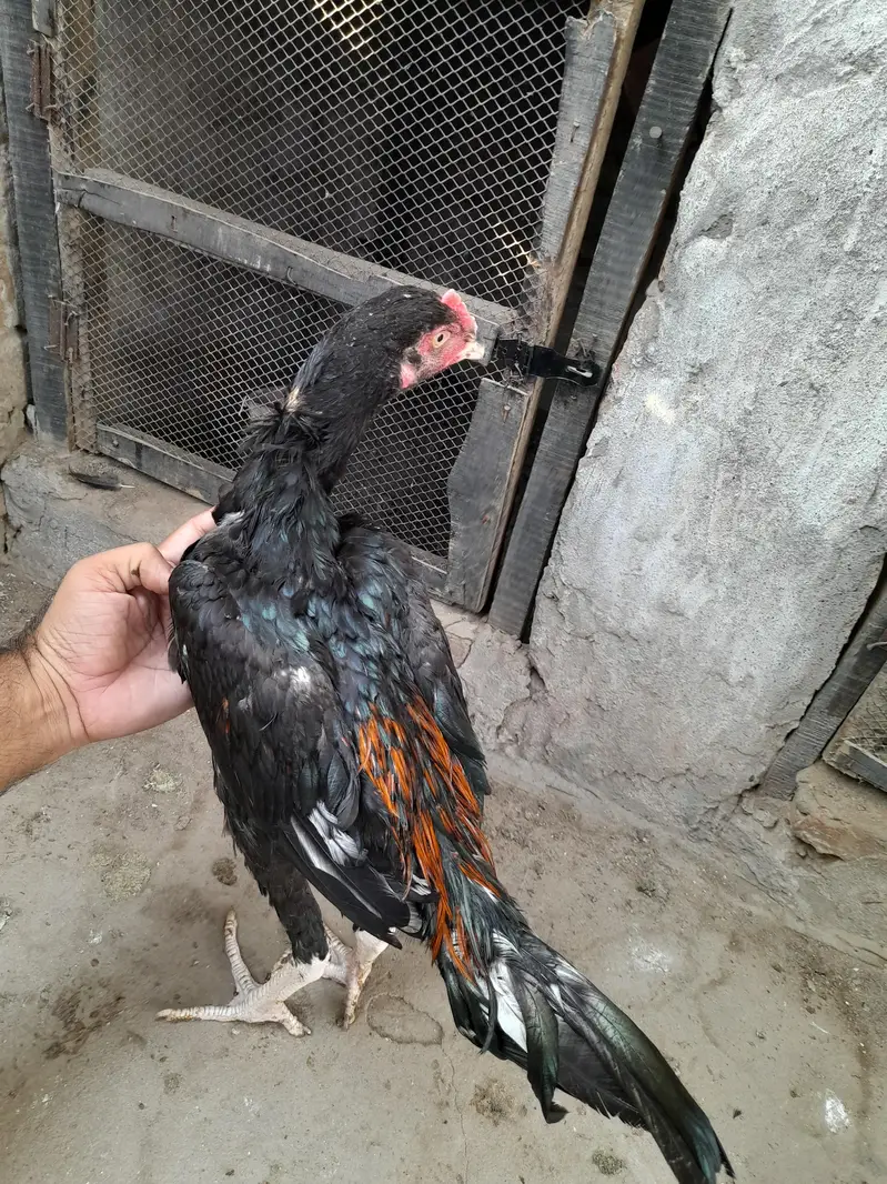 aseel birds+pegion[0306-1488325] — photo 6