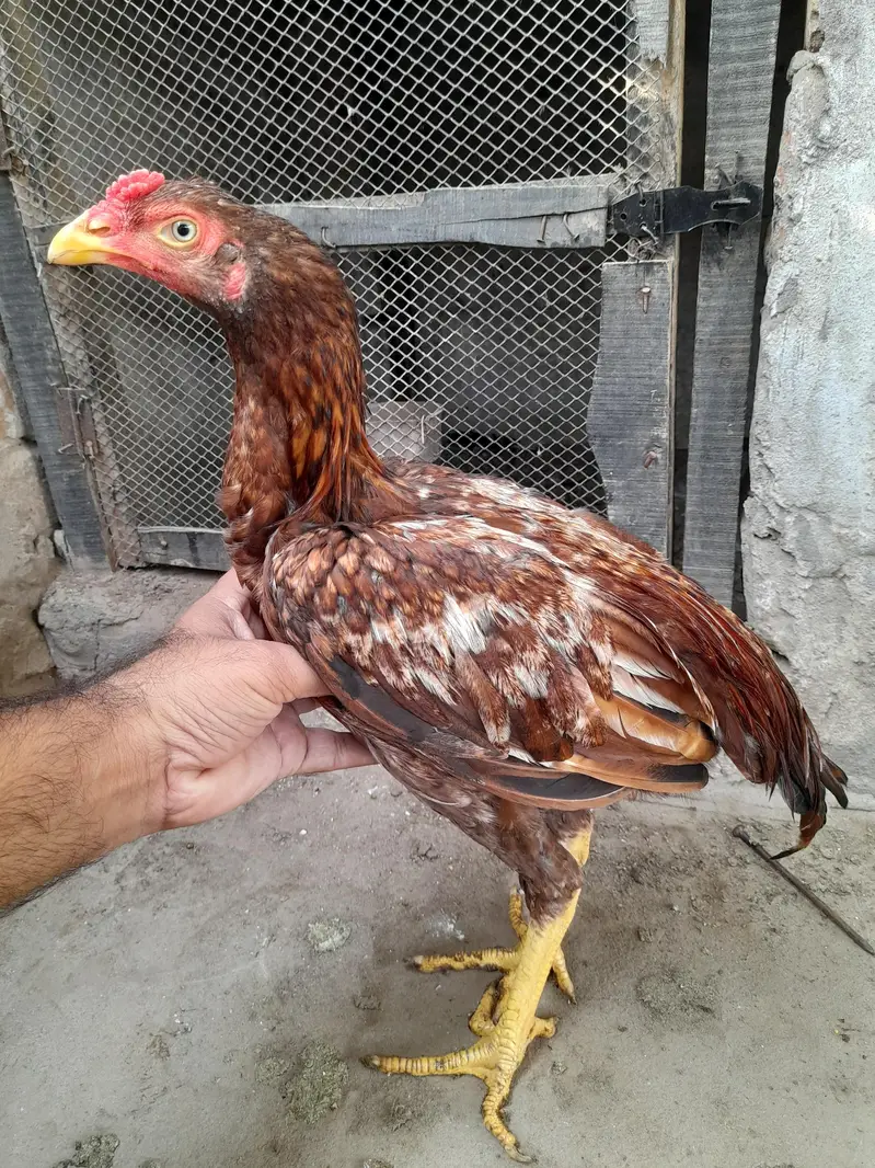 aseel birds+pegion[0306-1488325] — photo 7