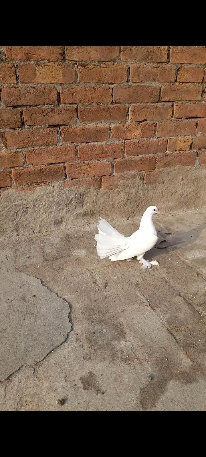aseel birds+pegion[0306-1488325] — photo 8