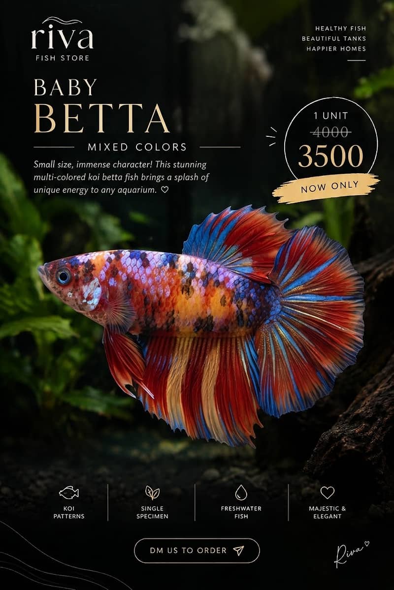 Candy betta 0