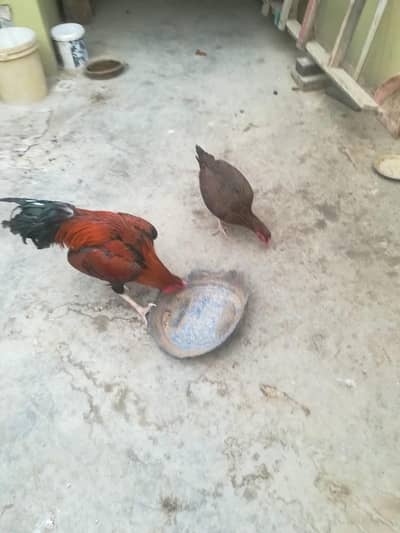Aseel pair For sale.