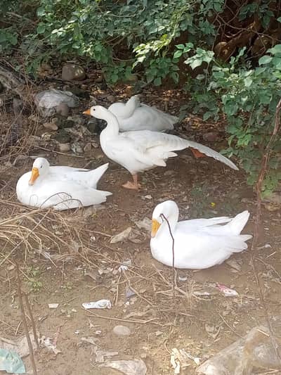 one male three female