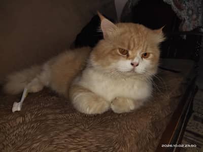 Persian Cat