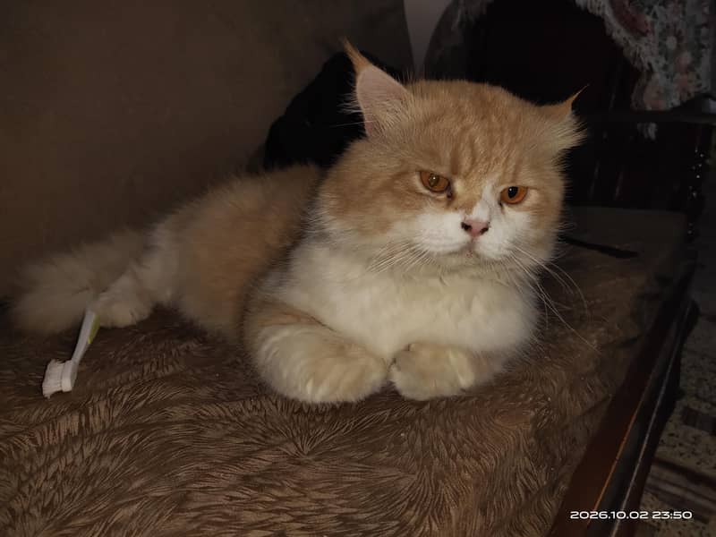 Persian Cat 0