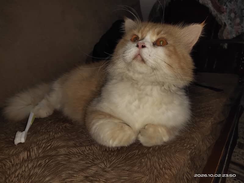 Persian Cat 1
