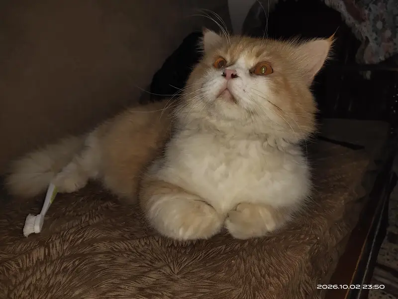 Persian Cat — photo 2
