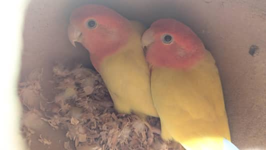 lotino red hood opaline