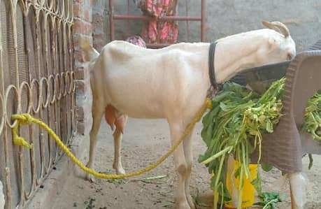 bakri