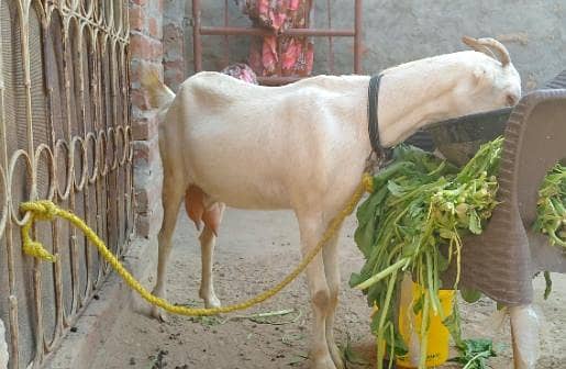 bakri 0