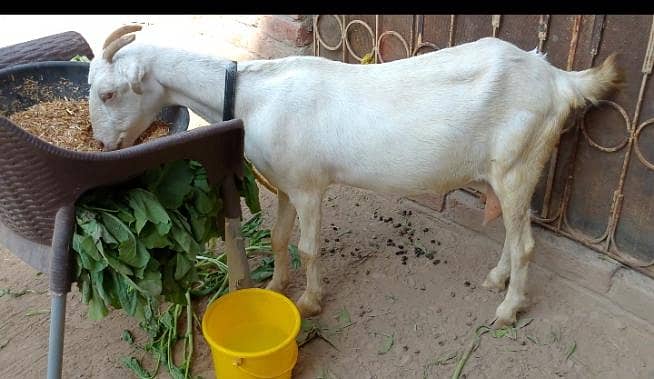 bakri 1
