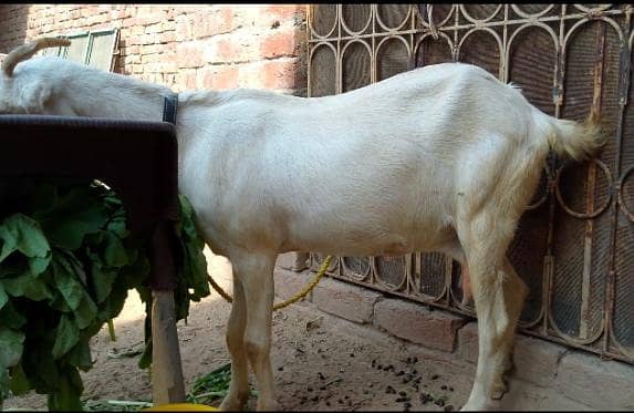 bakri 2