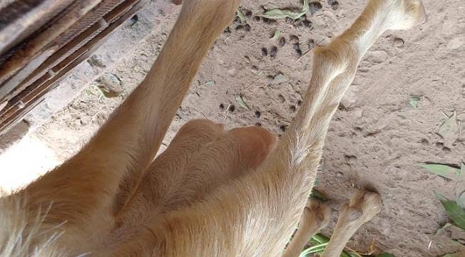 bakri 3