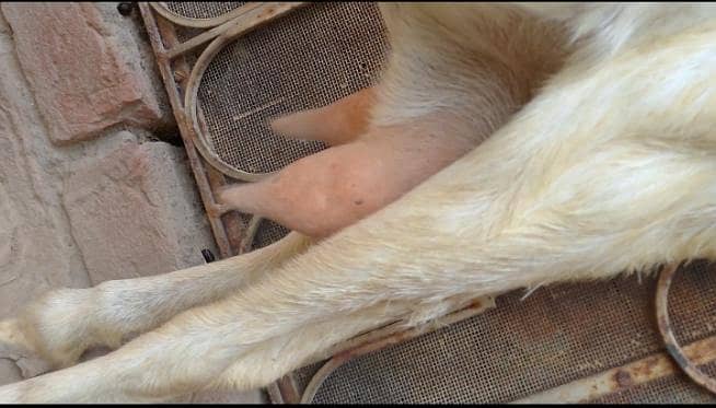 bakri 4