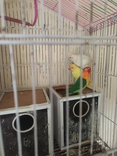 3 love birds with cage one pair and one single very active