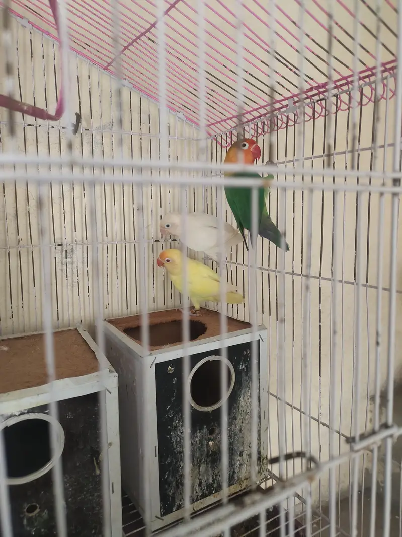 3 love birds with cage one pair and one single very active — photo 2