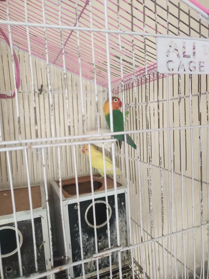 3 love birds with cage one pair and one single very active — photo 3