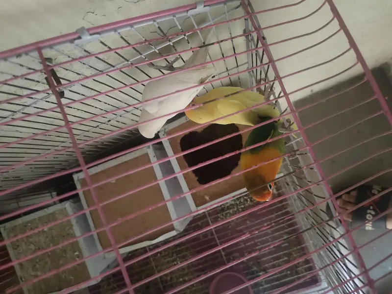 3 love birds with cage one pair and one single very active — photo 4