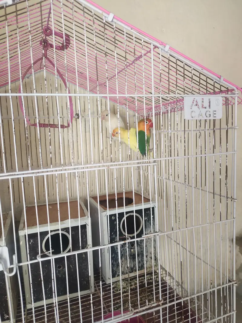 3 love birds with cage one pair and one single very active — photo 5