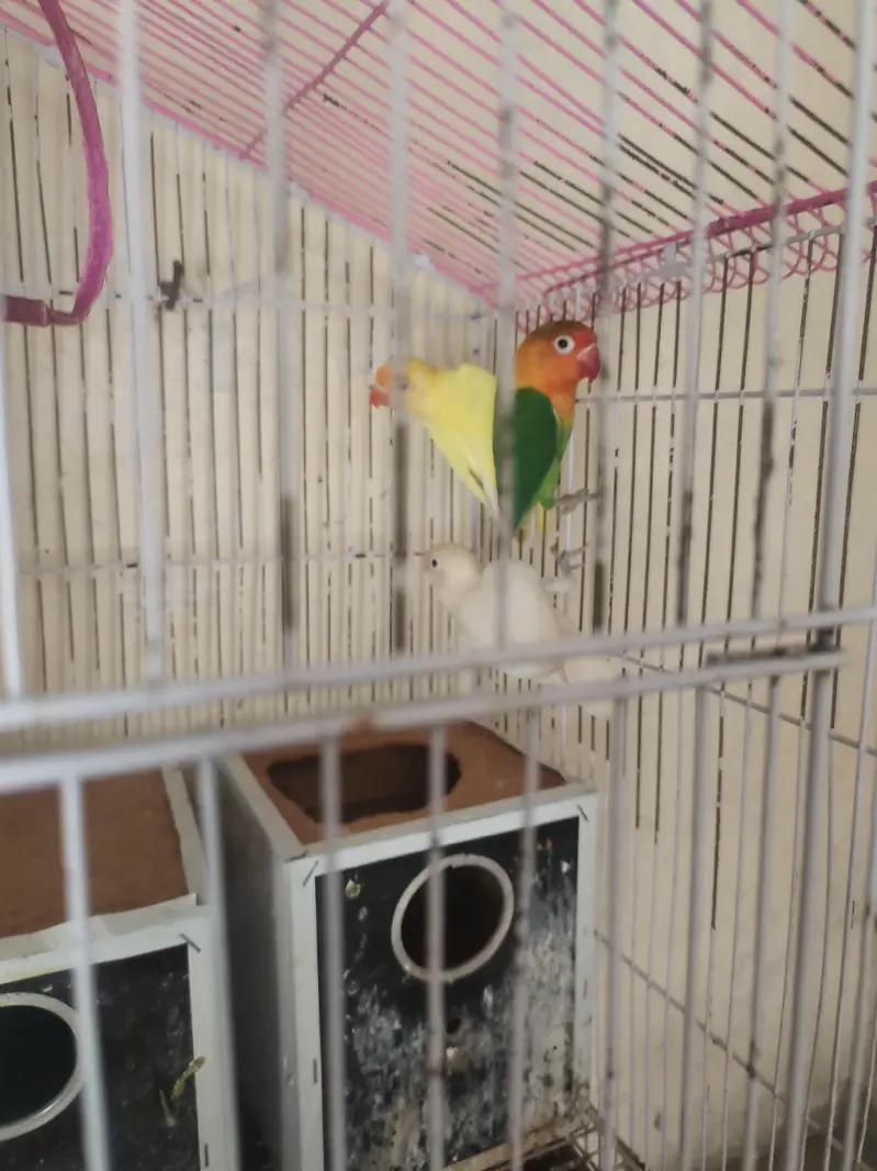 3 love birds with cage one pair and one single very active — photo 6