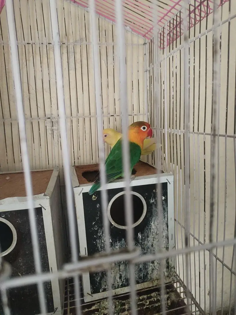 3 love birds with cage one pair and one single very active — photo 7