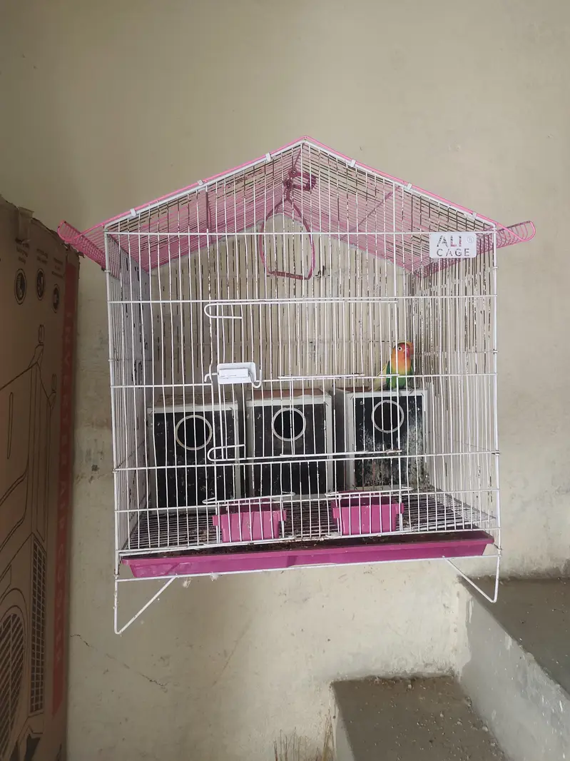 3 love birds with cage one pair and one single very active — photo 8
