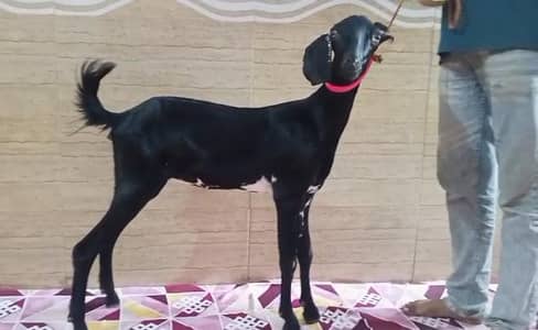 I sale my goat