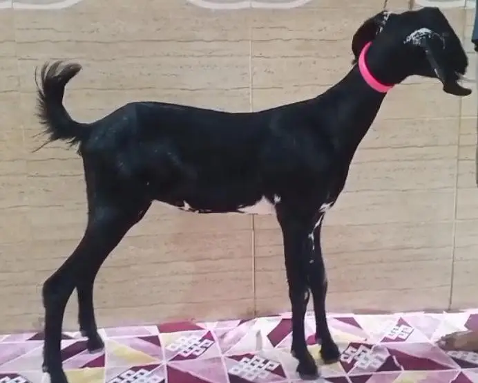I sale my goat — photo 2