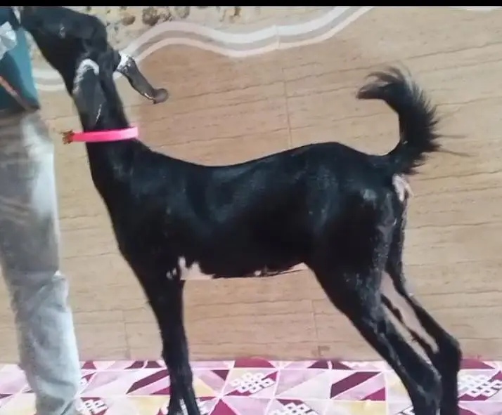 I sale my goat — photo 3