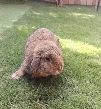 Holland lop Breeder male
