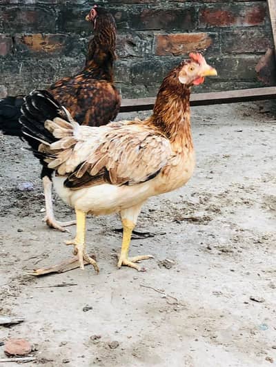 1 Aseel Cross 1 Golden Desi 03224239890