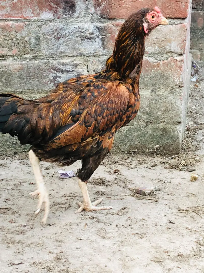 1 Aseel Cross 1 Golden Desi 03224239890 — photo 3