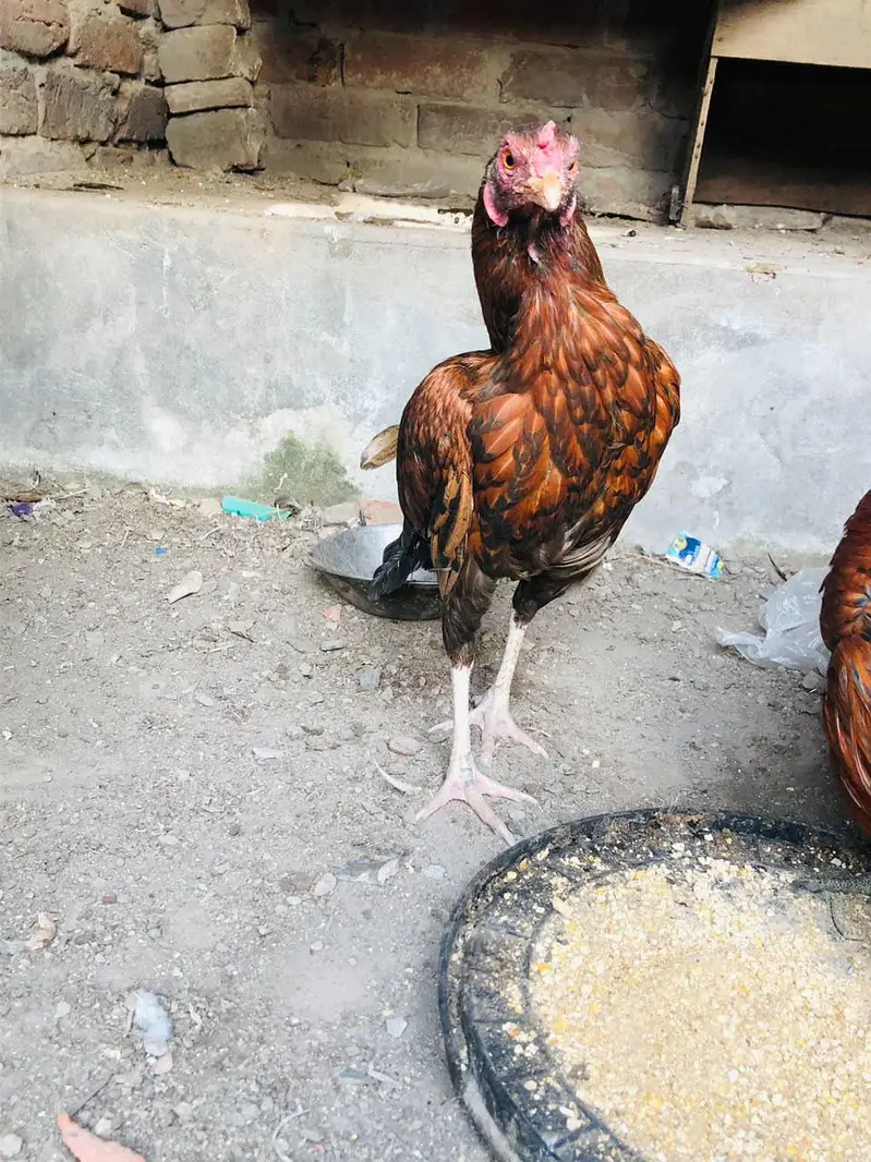 1 Aseel Cross 1 Golden Desi 03224239890 — photo 5