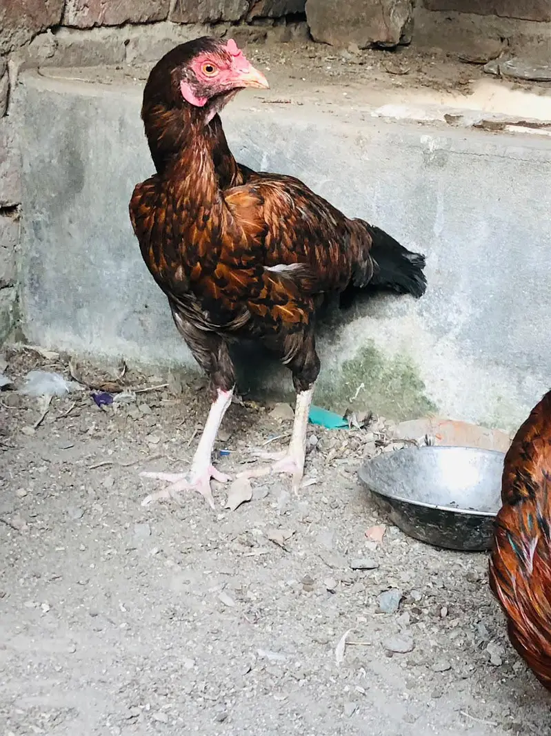 1 Aseel Cross 1 Golden Desi 03224239890 — photo 6