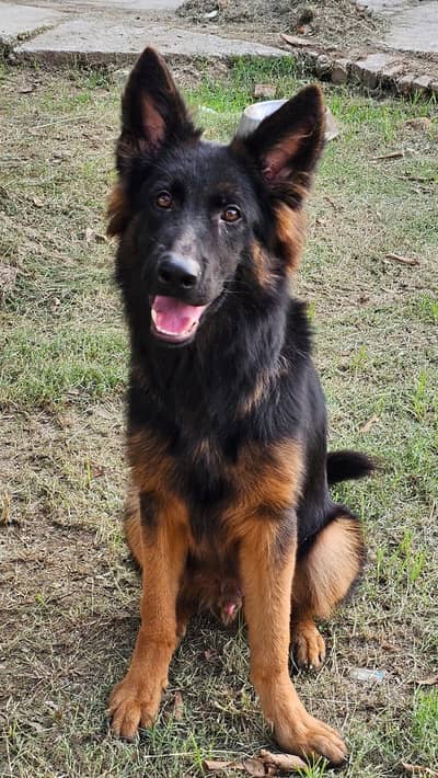 German Shepherd