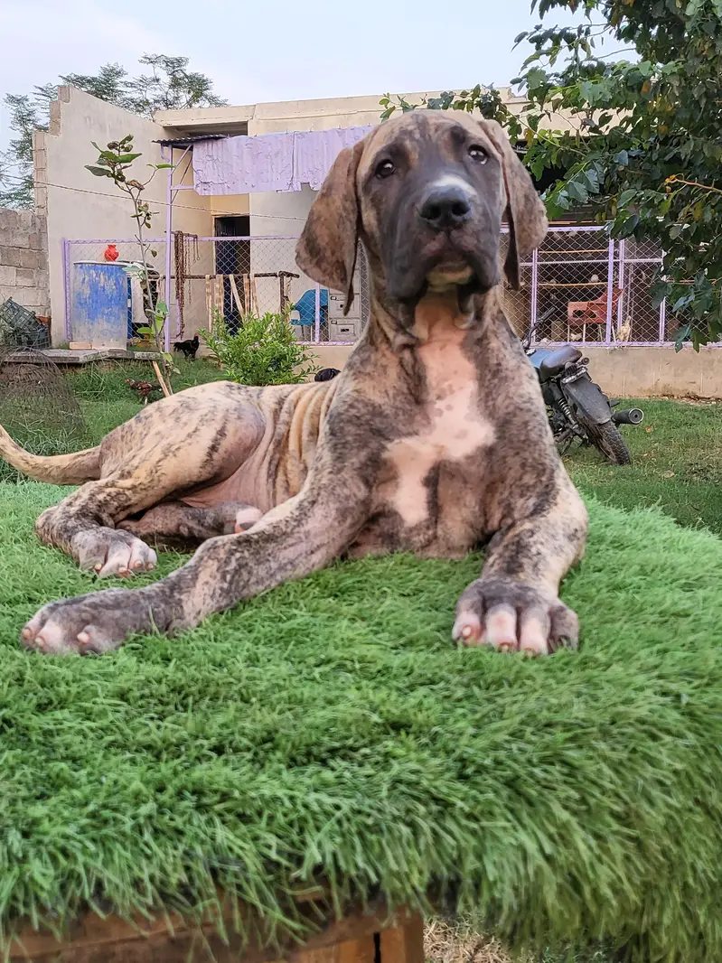 Khalis Bullykutta Female Puppy — photo 2