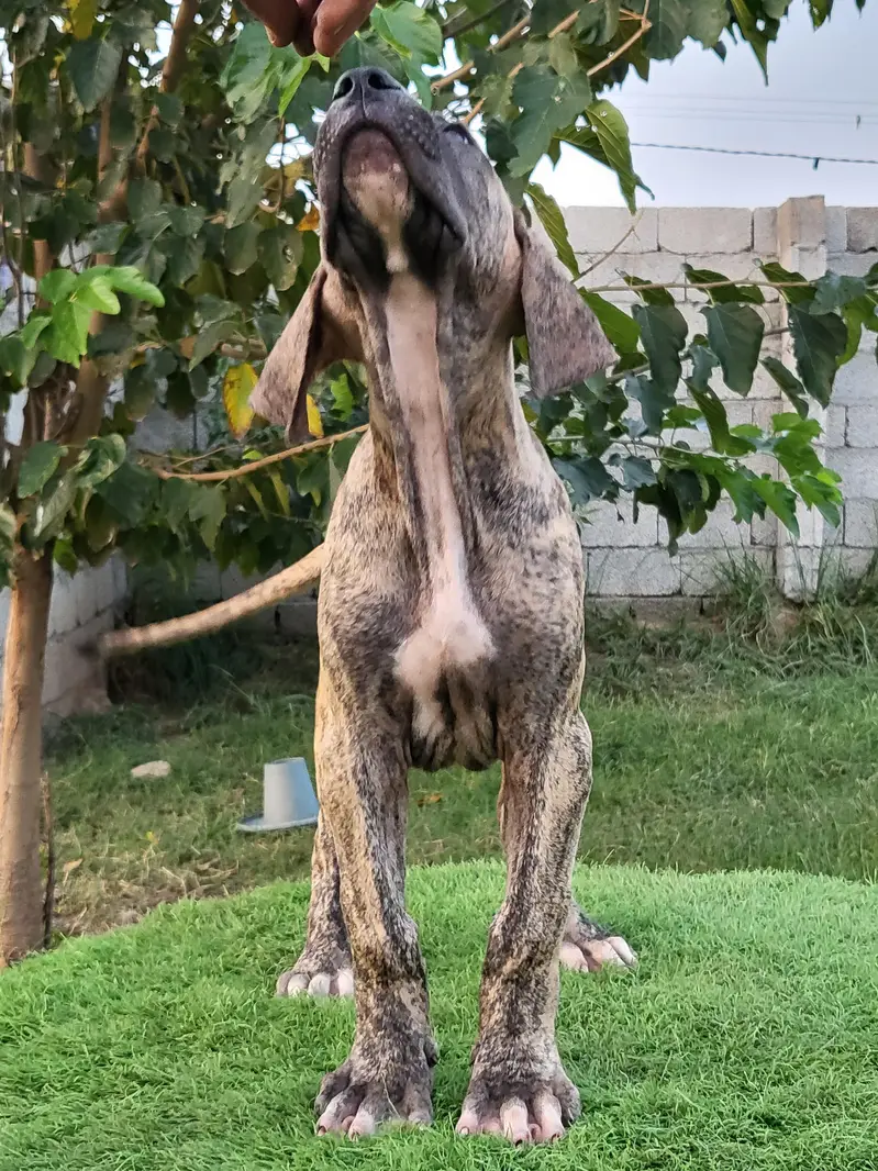 Khalis Bullykutta Female Puppy — photo 3