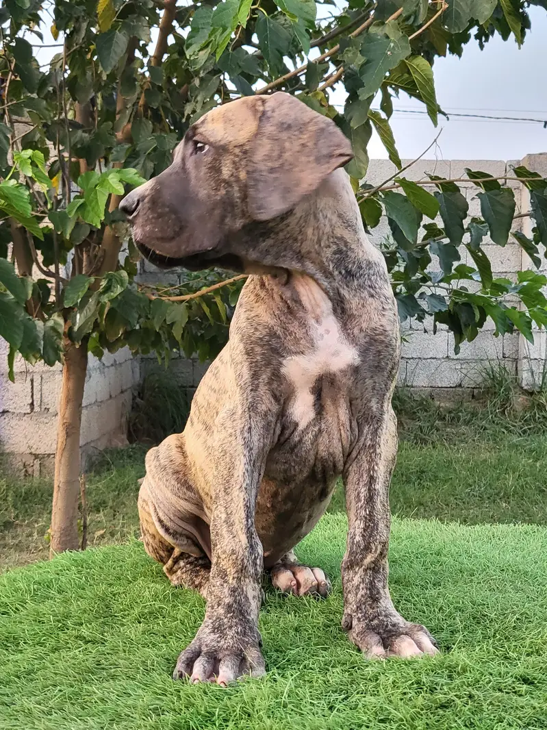 Khalis Bullykutta Female Puppy — photo 4