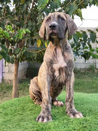 Khalis Bullykutta Female Puppy