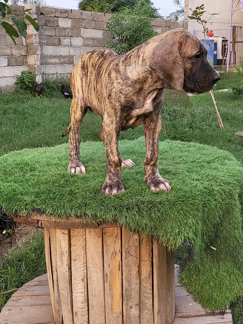 Khalis Bullykutta Female Puppy — photo 5