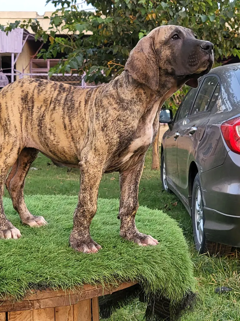 Khalis Bullykutta Female Puppy — photo 6