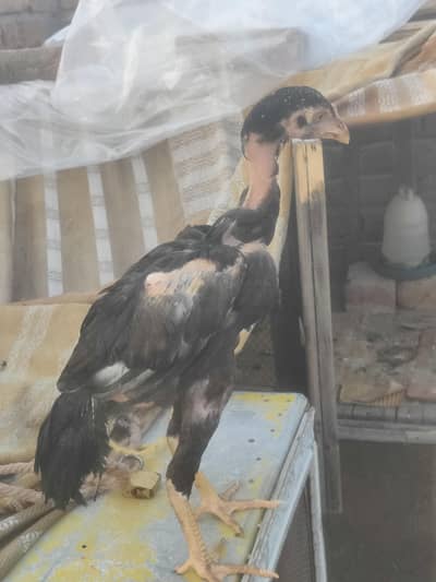 Male for sale